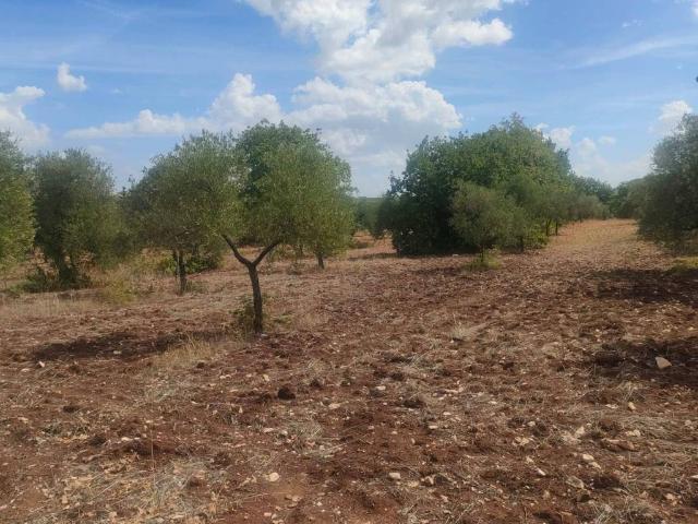 Terreno in vendita a Corato, Bari