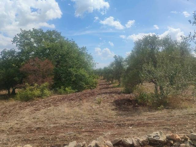 Terreno in vendita a Puglia, Bari