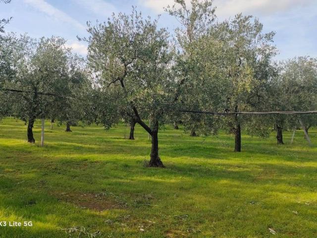 Terreno in vendita a Corato, Bari