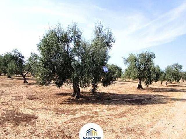 Terreno in vendita a Puglia, Bari