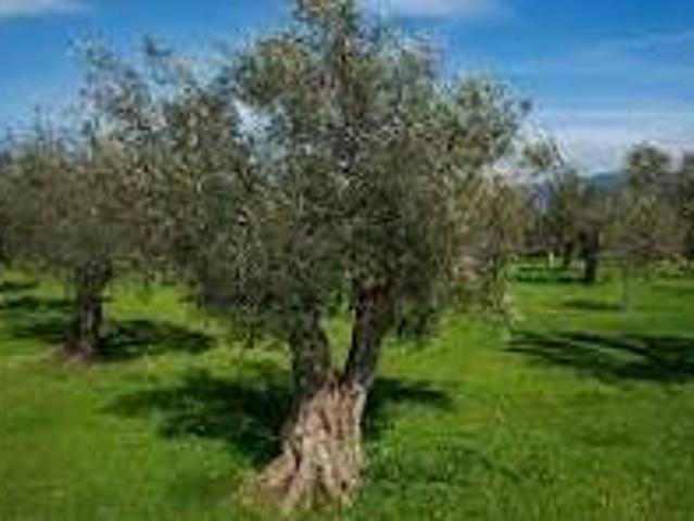 Terreno in vendita a Cori, Lazio