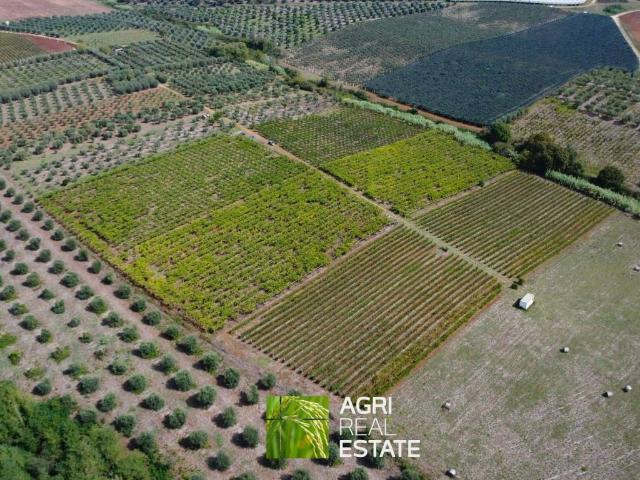 Terreno in vendita a Cori, Lazio