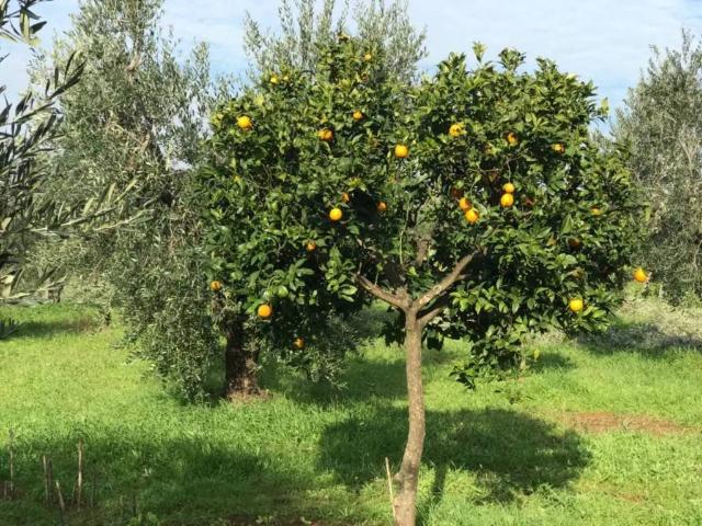 Terreno in vendita a Cori, Lazio
