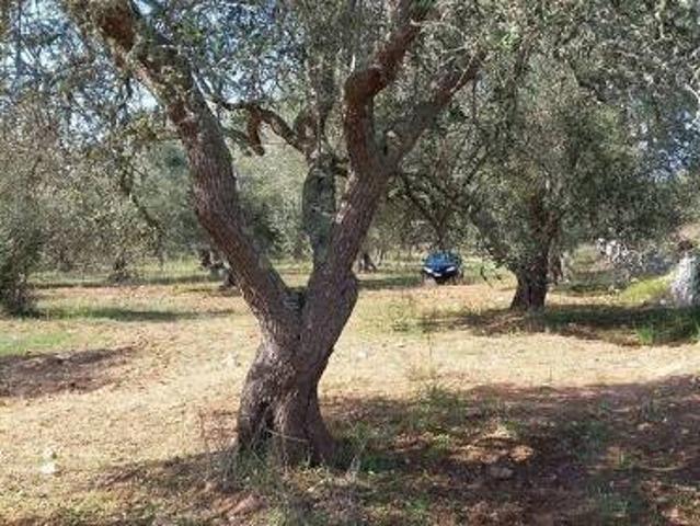 Terreno in vendita a Cori, Lazio