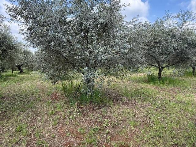 Terreno in vendita a Cori, Lazio