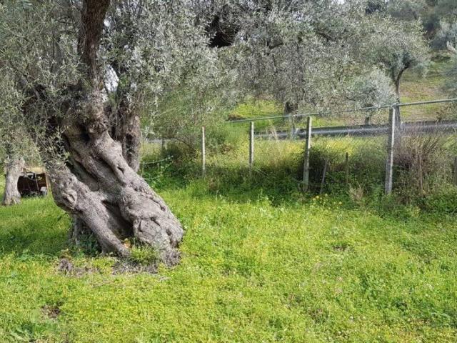 Terreno in vendita a Corigliano-Rossano, Calabria