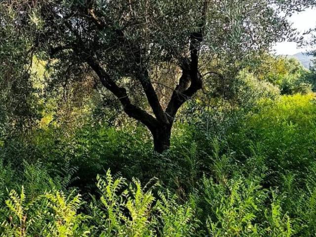 Terreno in vendita a Corigliano-Rossano, Calabria