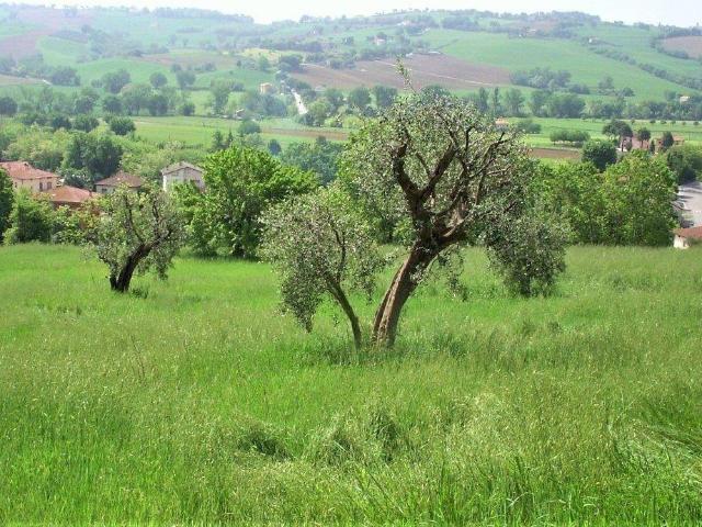 Terreno in vendita a Marche, Ancona