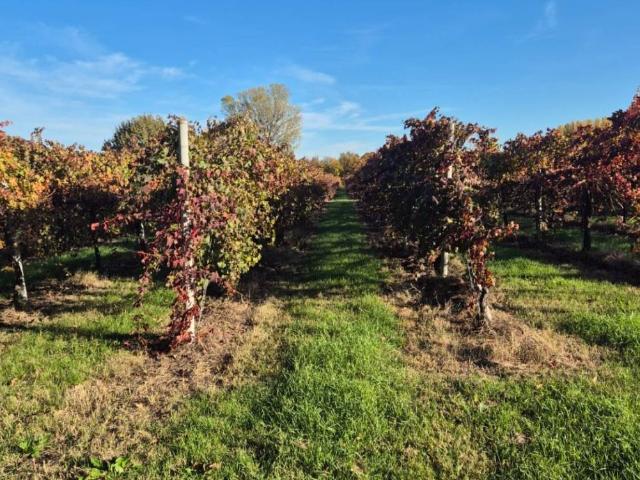 Terreno in vendita a Pianura Reggiana, Re