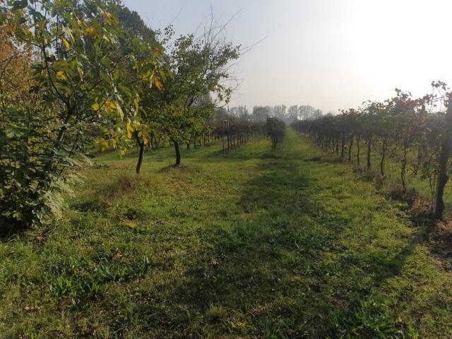 Terreno in vendita a Pianura Reggiana, Re