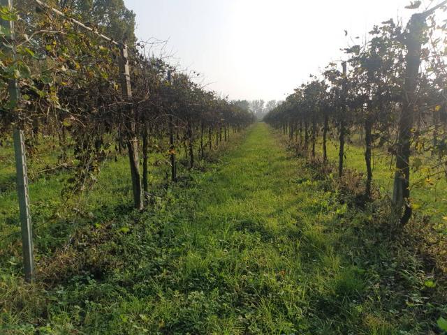 Terreno in vendita a Pianura Reggiana, Re