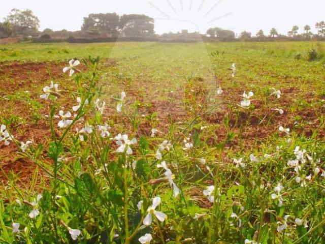 Terreno in vendita a Puglia, Lecce