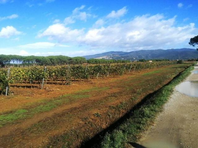 Terreno in vendita a Cortona