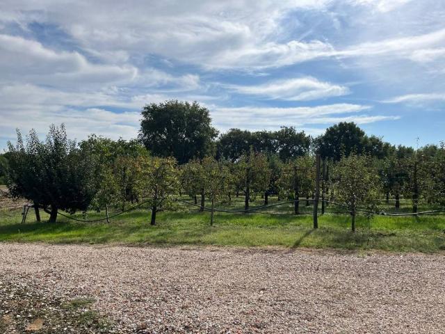 Terreno in vendita a Cortona, Toscana