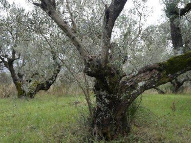 Terreno in vendita a Calabria, Cosenza