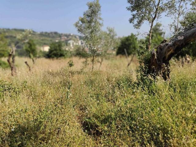 Terreno in vendita a Casali di Cosenza, Calabria