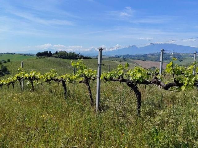 Terreno in vendita a Marche, Ascoli Piceno