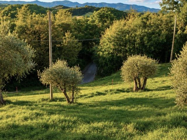 Terreno in vendita a Crespina Lorenzana, Lorenzana