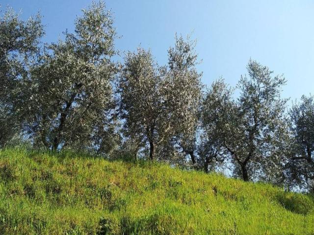 Terreno in vendita a Crespina Lorenzana, Crespina