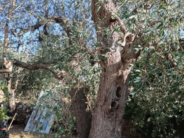 Terreno in vendita a Puglia, Taranto