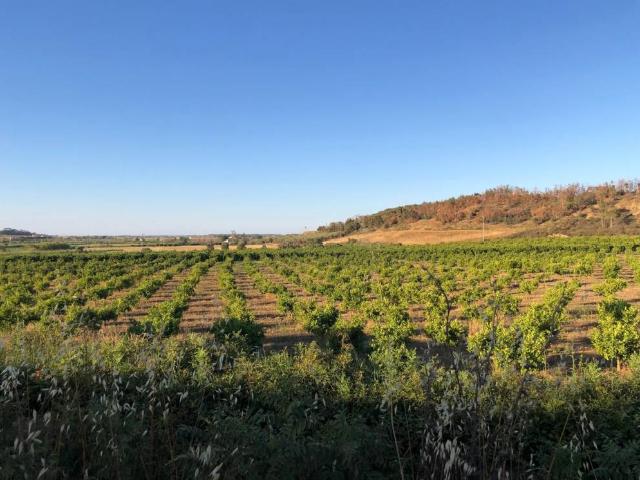 Terreno in vendita a Margherita, Crotone