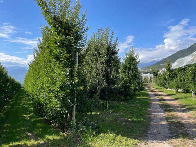 Terreno in vendita a Comunità della Val di Non, Dambel