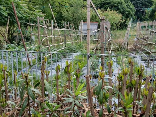 Terreno in vendita a Vicina, Desenzano Del Garda