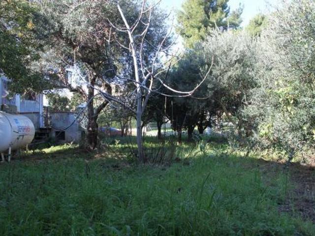 Terreno in vendita a Calabria, Cosenza