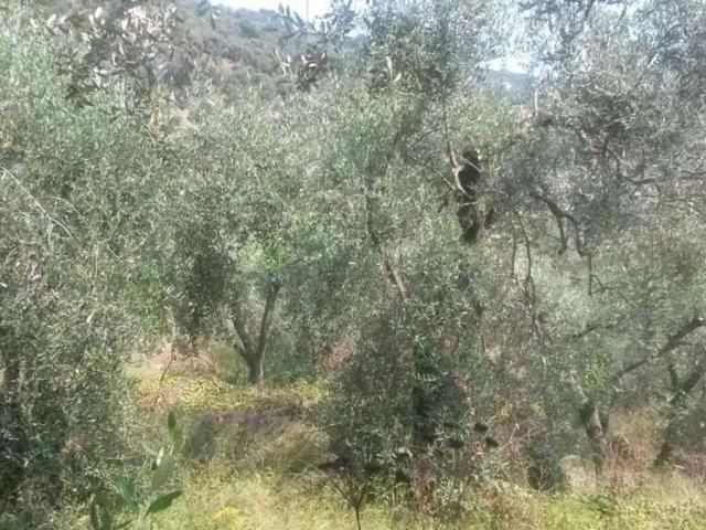 Terreno in vendita a Diano Arentino, Liguria