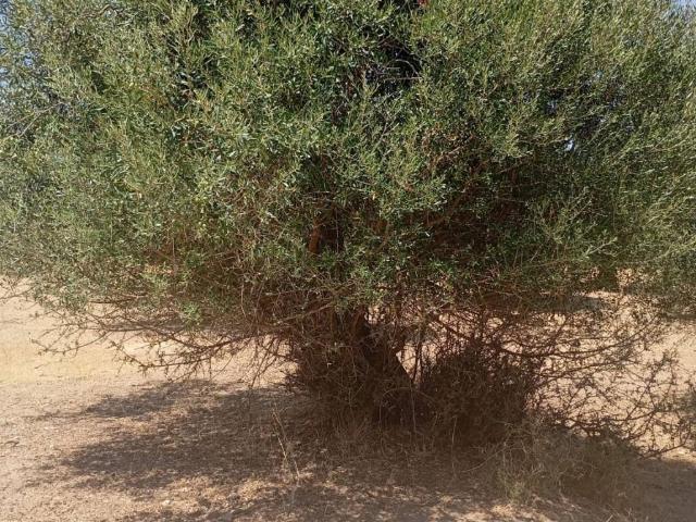 Terreno in vendita a Dolianova, Sardigna/Sardegna