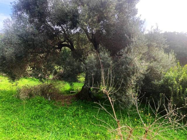 Terreno in vendita a Dolianova, Sardigna/Sardegna