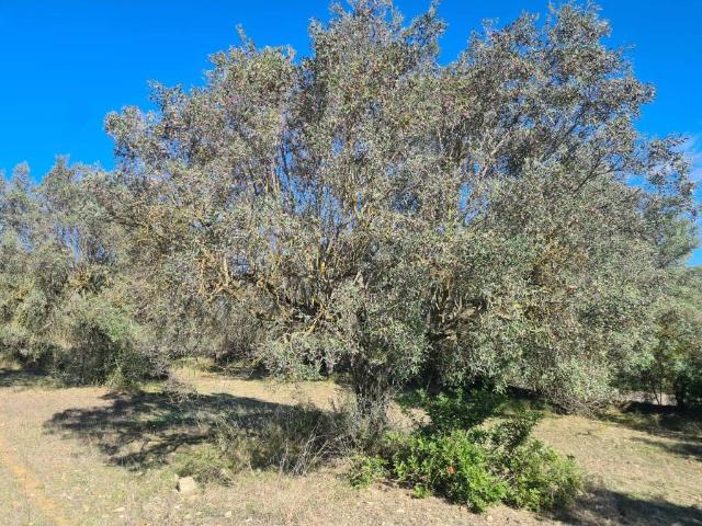 Terreno in vendita a Dolianova, Sardigna/Sardegna