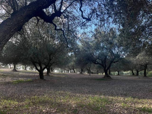 Terreno in vendita a Dolianova, Sardigna/Sardegna