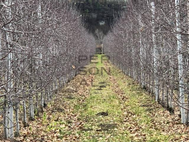Terreno in vendita a Comunità Alto Garda e Ledro, Dro
