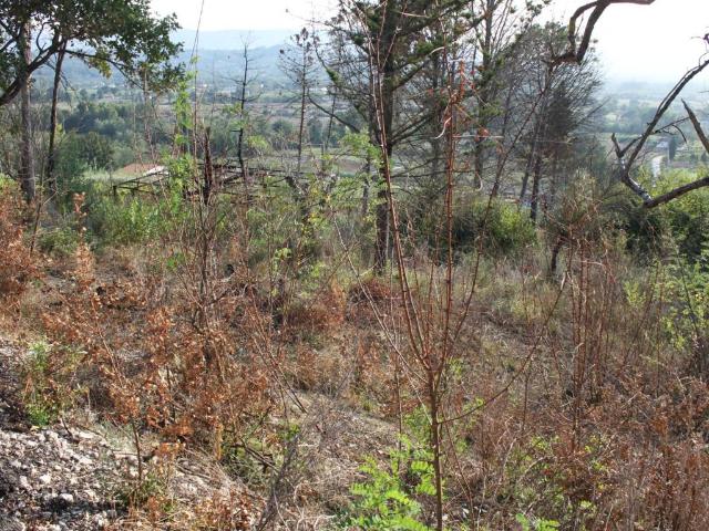 Terreno in vendita a Dugenta, Campania