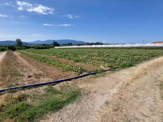 Terreno in vendita a Eboli, Campania