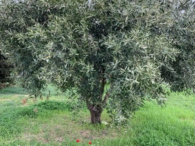 Terreno in vendita a Unione dei Comuni Circondario dell'Empolese Valdelsa, Empoli