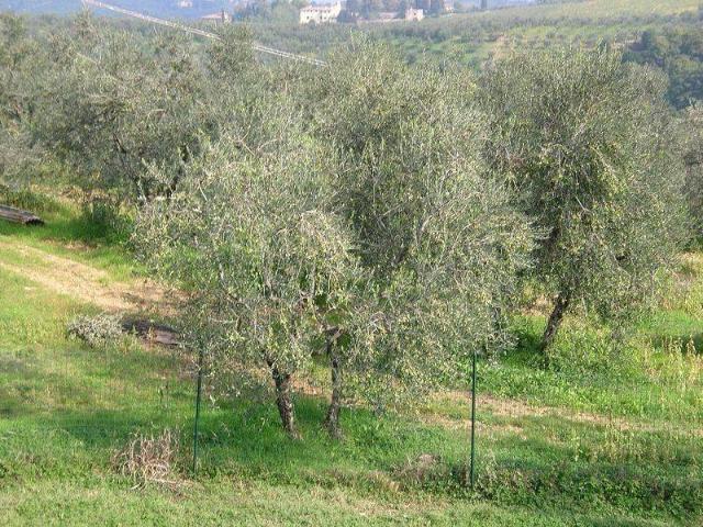Terreno in vendita a Unione dei Comuni Circondario dell'Empolese Valdelsa, Empoli