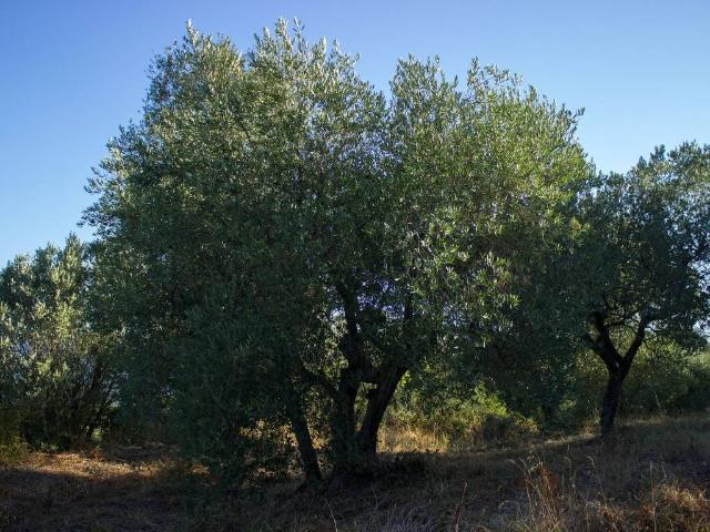 Terreno in vendita a Molin Nuovo, Empoli