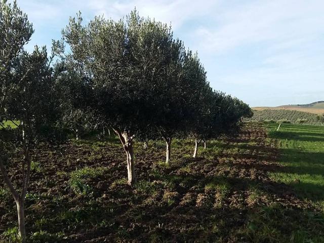 Terreno in vendita a Erice, Sicilia