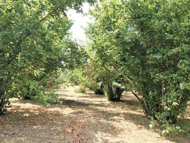 Terreno in vendita a Faleria, Lazio