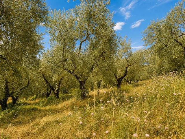 Terreno in vendita a Fonte Luna, Fara Sabina