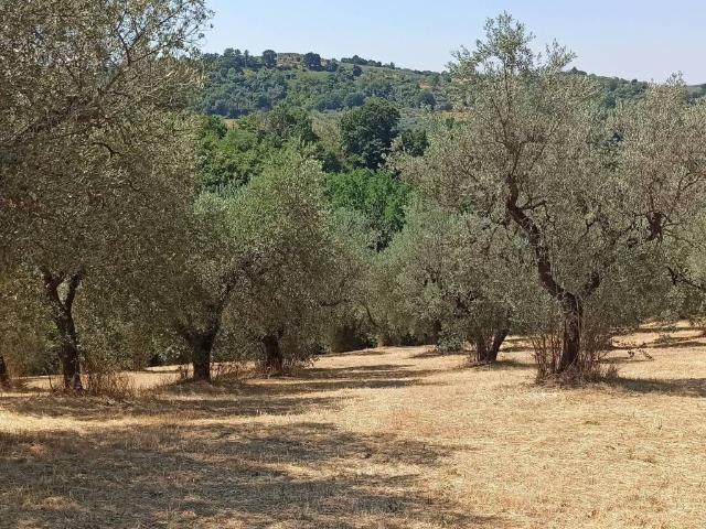 Terreno in vendita a Fara Sabina, Lazio