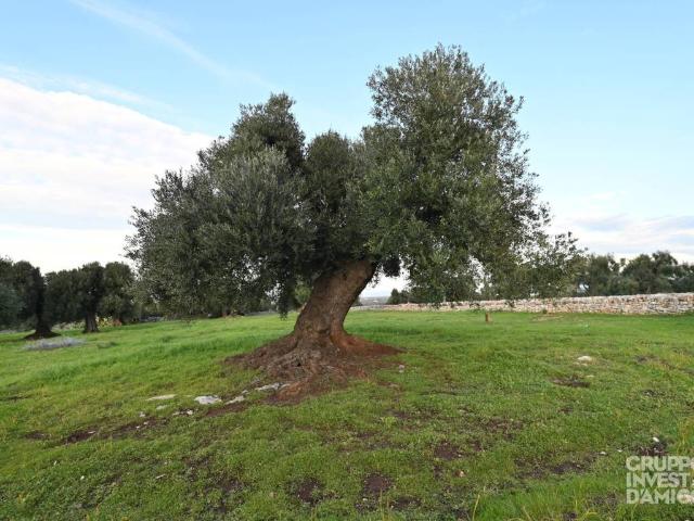 Terreno in vendita a Puglia, Brindisi