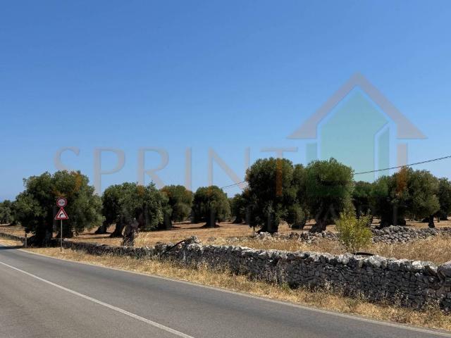 Terreno in vendita a Puglia, Brindisi