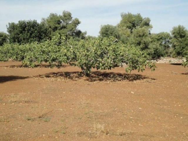 Terreno in vendita a Fasano, Brindisi