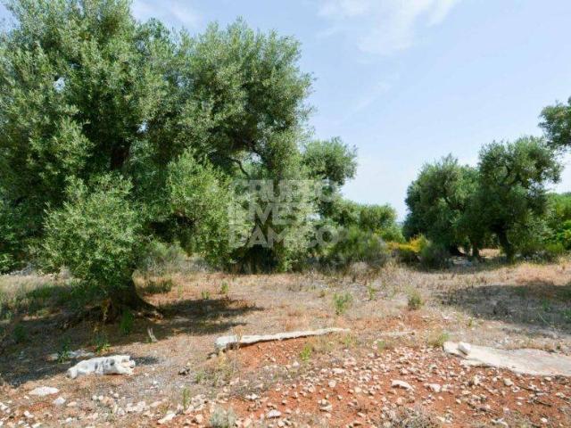 Terreno in vendita a Fasano, Brindisi