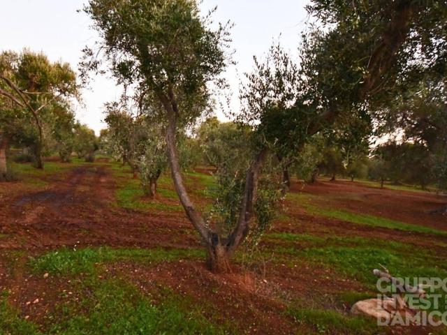 Terreno in vendita a Fasano, Brindisi