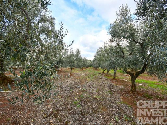 Terreno in vendita a Fasano, Brindisi