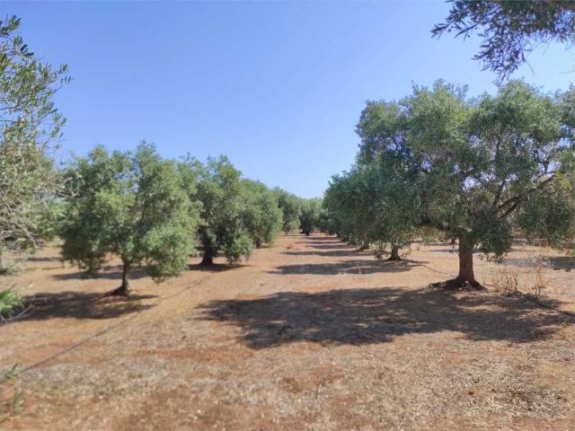 Terreno in vendita a Puglia, Brindisi
